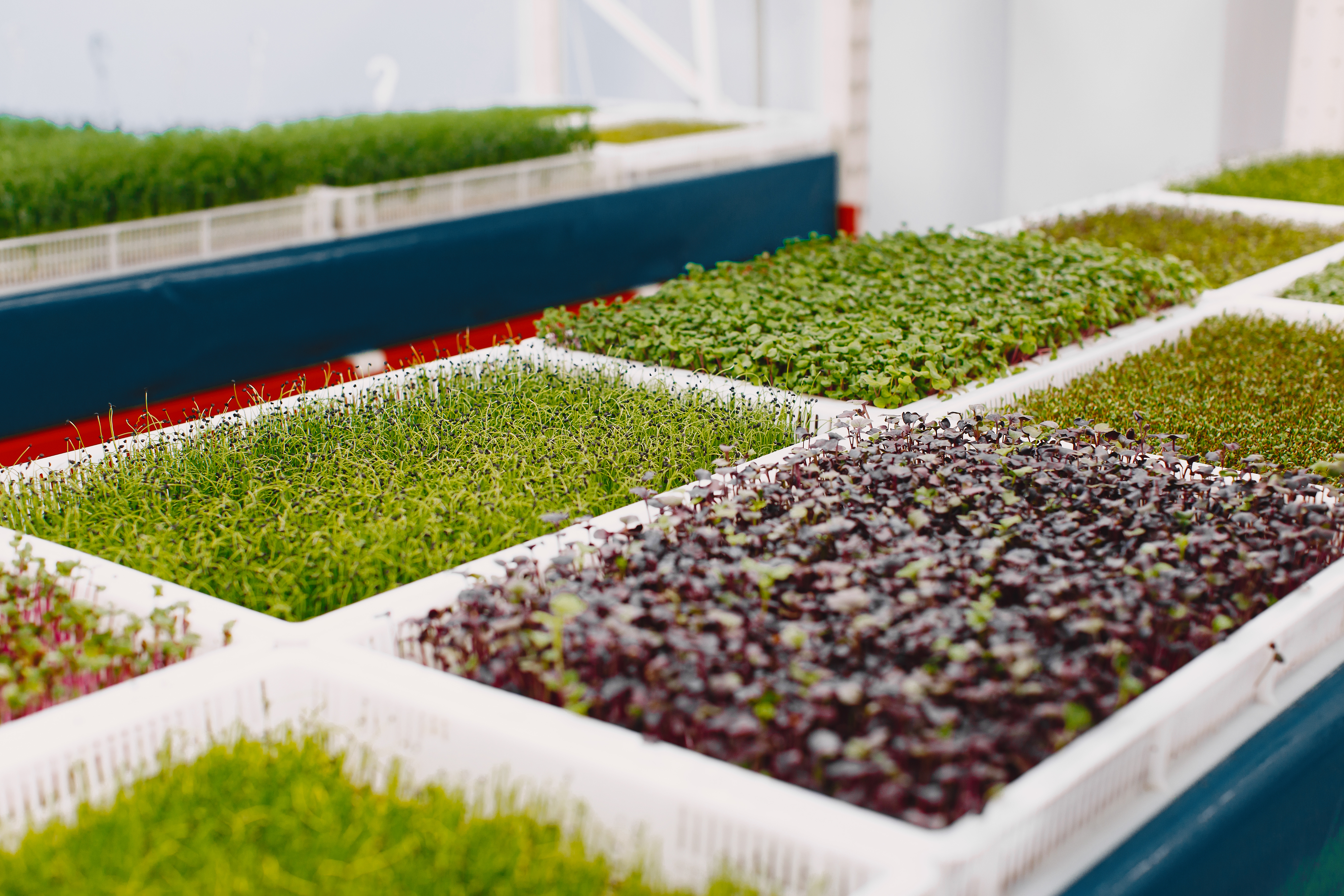 Top Benefits of Microgreens in Daily Life – The Superfood You Need