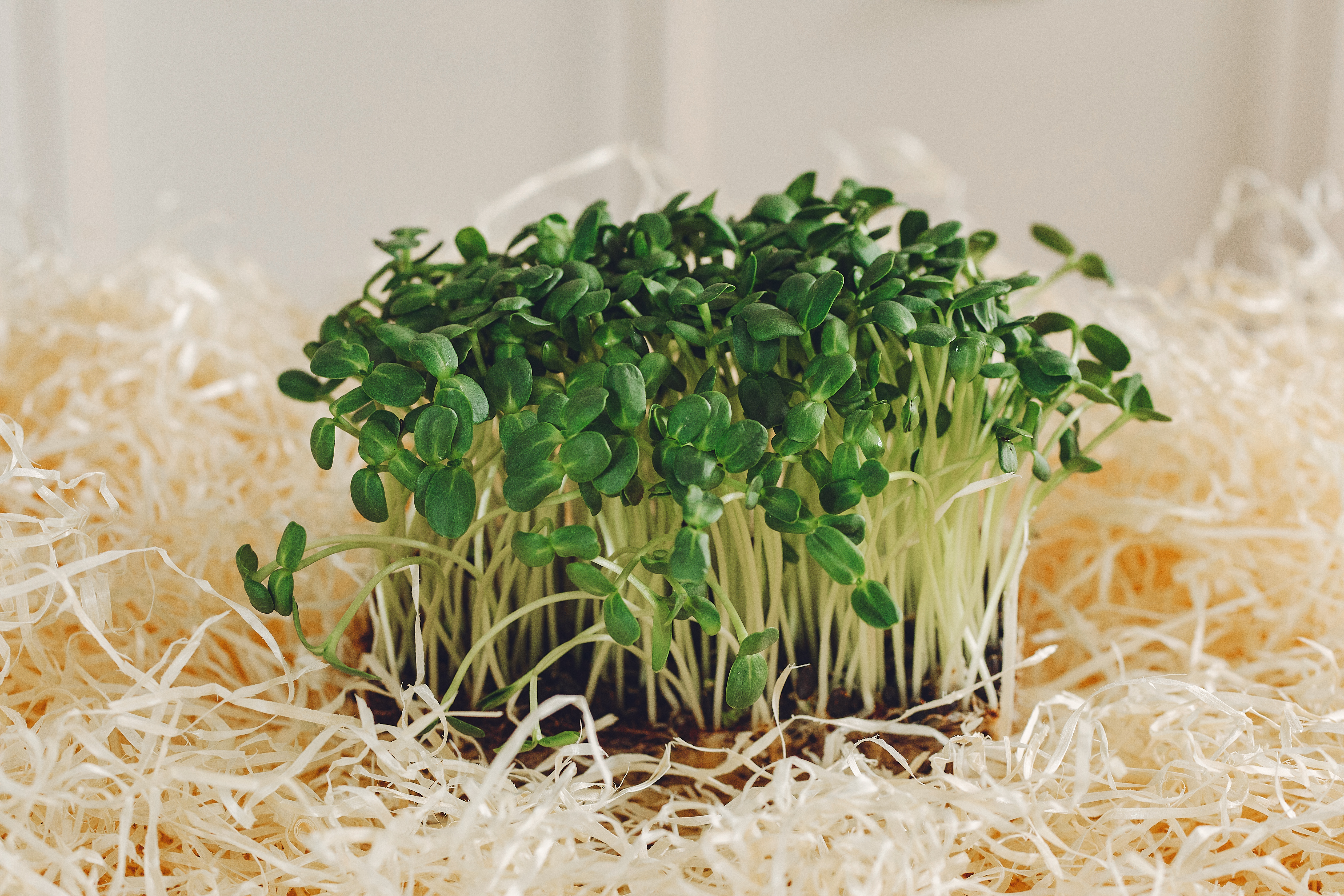 Microgreens Training