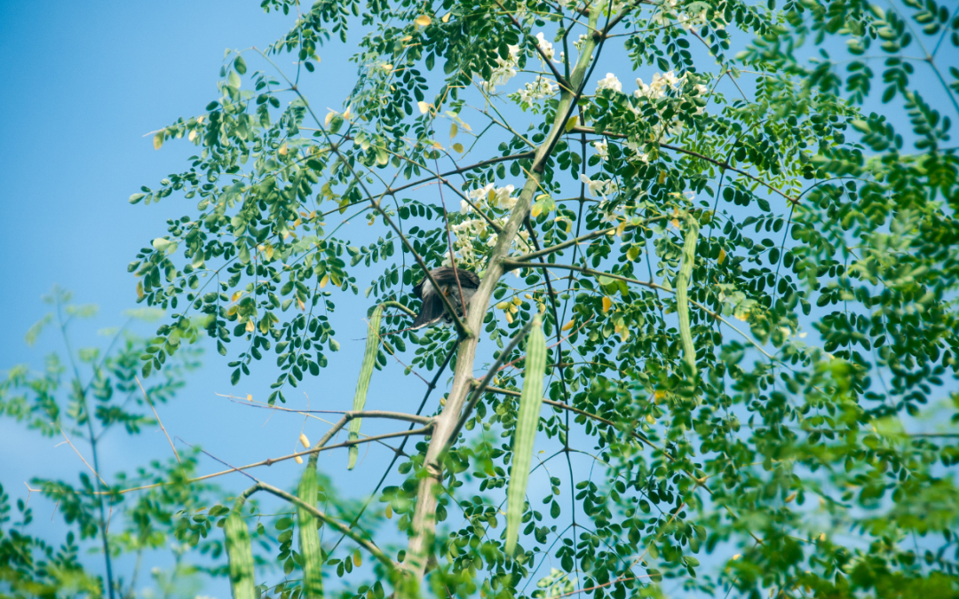 Moringa leaves nutrition