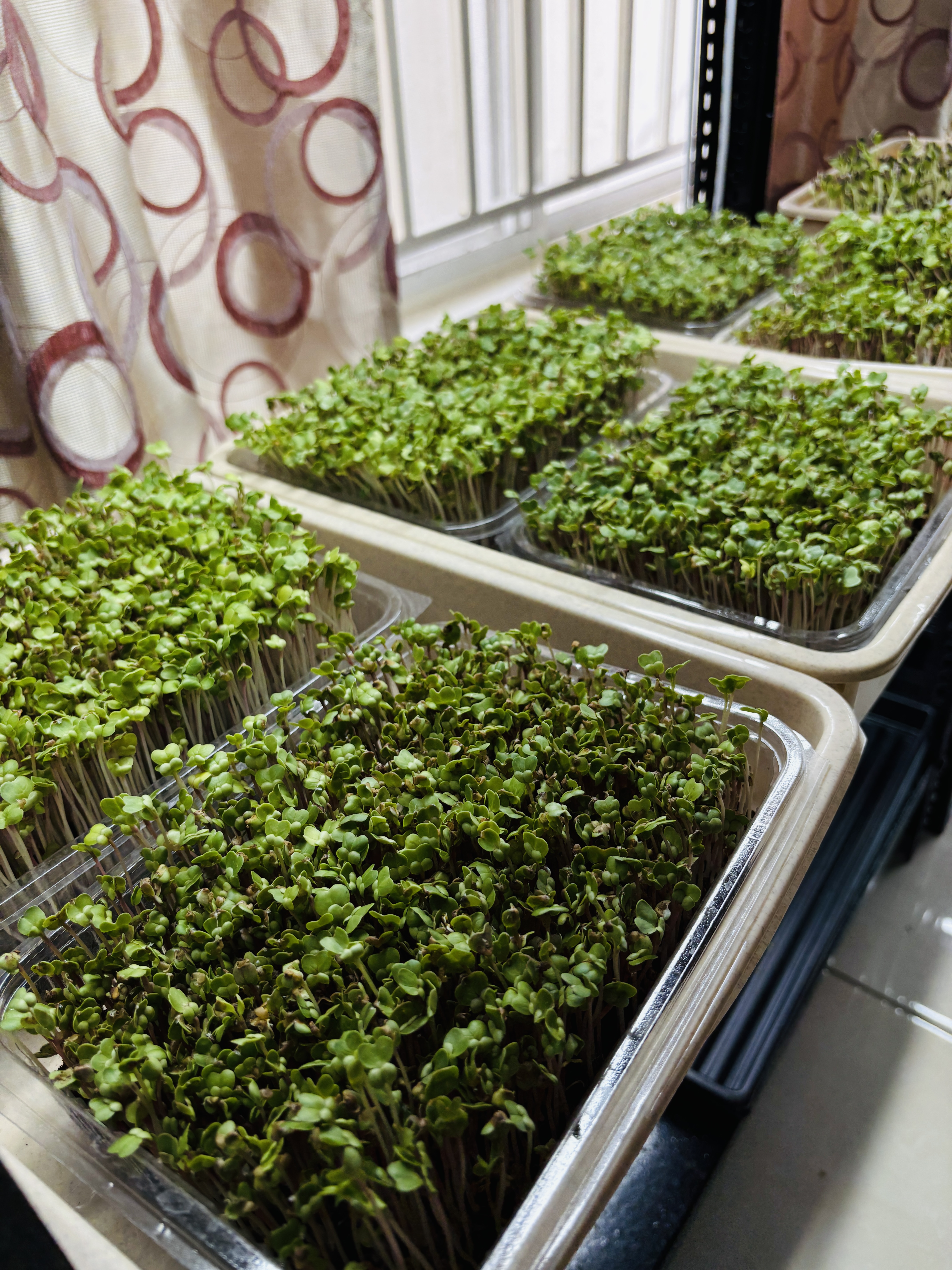 How to Grow Microgreens at Home – A Simple DIY Guide