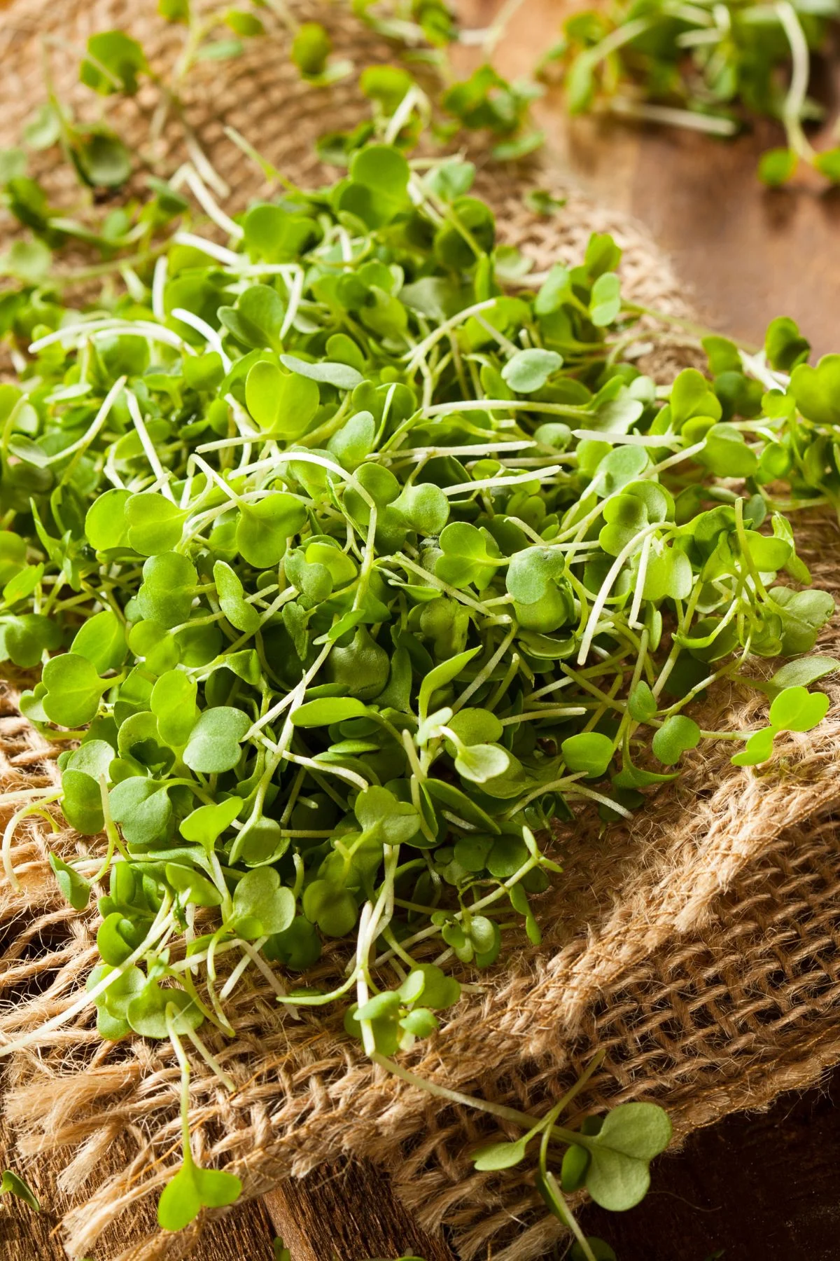 Harvested Microgreens
